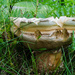Big fungus by nicoleterheide