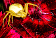 12th Jun 2013 - Goldenrod Crab Spider on Sweet William