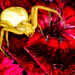 Goldenrod Crab Spider on Sweet William by jgpittenger