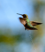 12th Jun 2013 - Even Hummers Have To Pee