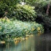 Water Irises by mattjcuk