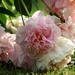 Peonies near the end of their season by mittens