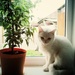 my cat and pipal by inspirare