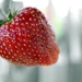 Strawberry dream by pavlina