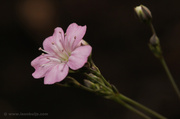 12th Jun 2013 - Small Pink Flower