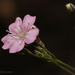 Small Pink Flower by leonbuys83
