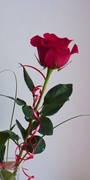 12th Jun 2013 - Red Rose