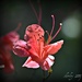 last of the azaleas by mjmaven