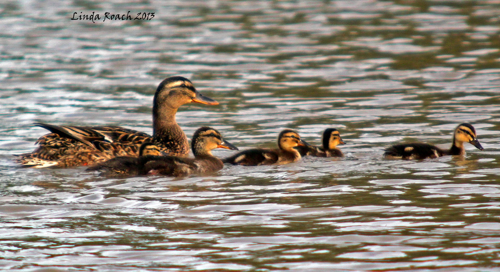 Mama Duck and Five Ducklings by grannysue