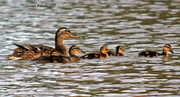 12th Jun 2013 - Mama Duck and Five Ducklings