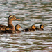 Mama Duck and Five Ducklings by grannysue