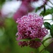 Sweet Lilacs  by mandyj92