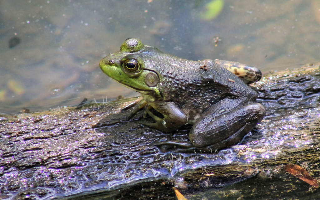 A frog on a log by cjwhite