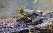 12th Jun 2013 - A frog on a log
