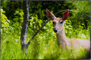 12th Jun 2013 - Peering Out, Peering In