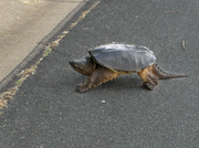 11th Jun 2013 - Why Did the Turtle Cross the Road?