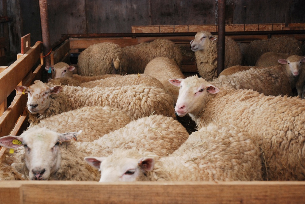 Ready for Shearing by farmreporter