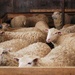 Ready for Shearing by farmreporter