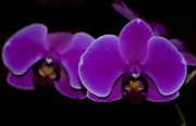 12th Jun 2013 - Orchid