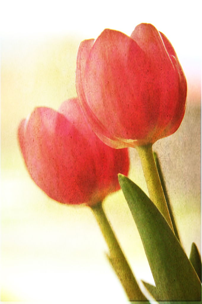 Tulips by rustymonkey