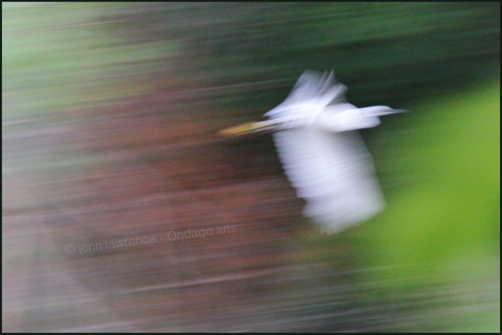 Another Blurry Bird by aikiuser