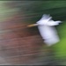 Another Blurry Bird by aikiuser