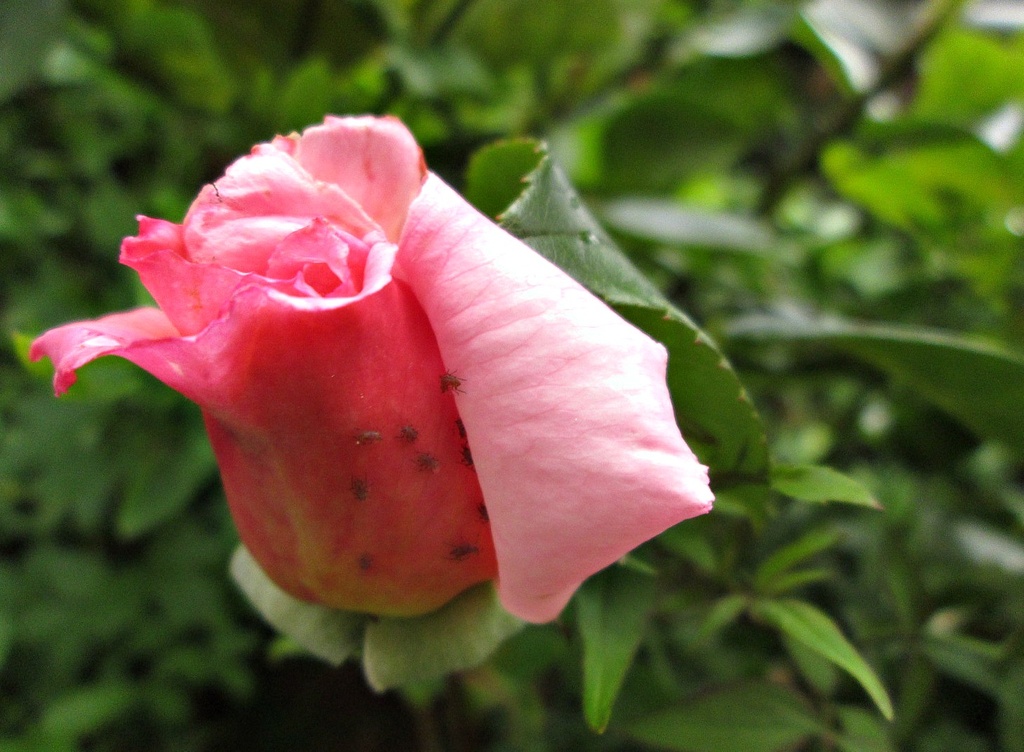 'bright' rosebud with bugs by quietpurplehaze