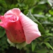 'bright' rosebud with bugs by quietpurplehaze