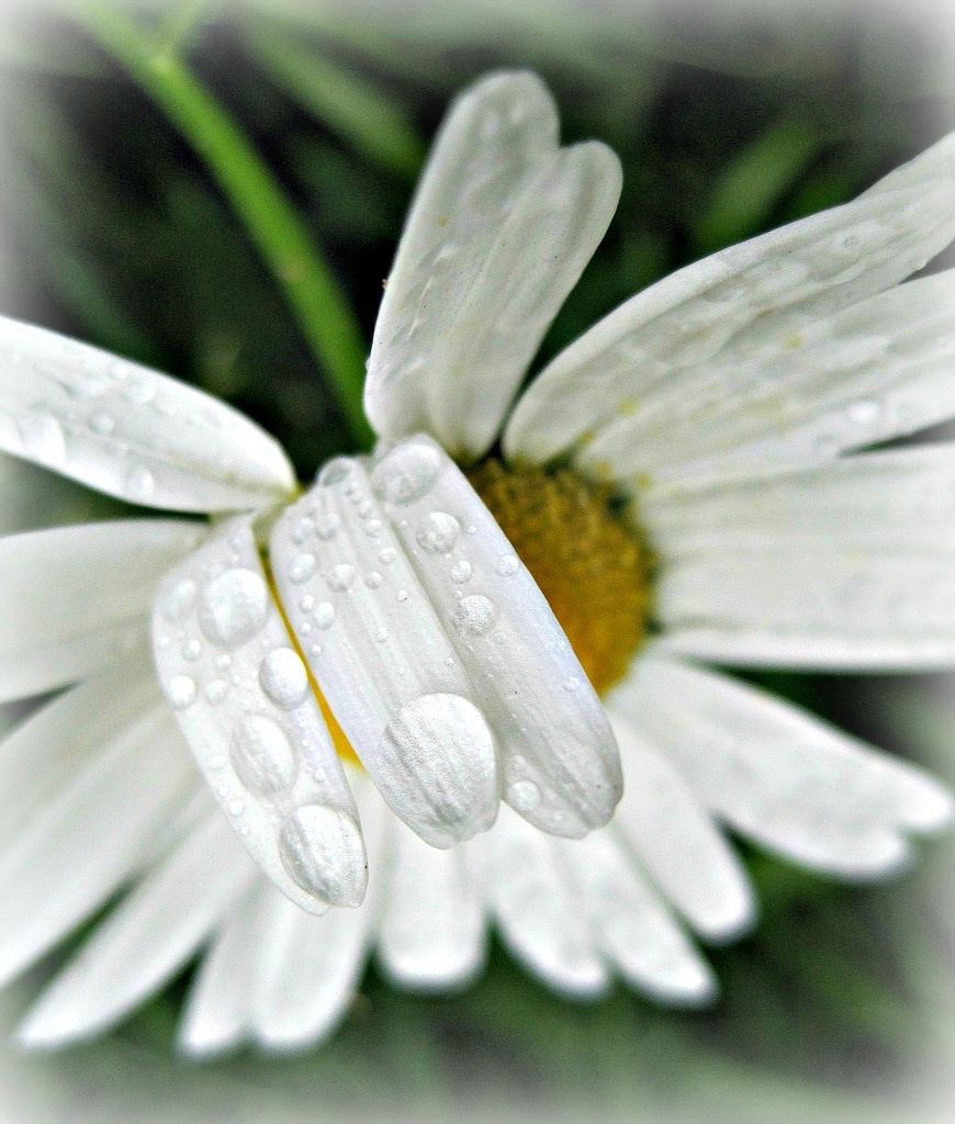 Tuesday's daisy in the rain... by quietpurplehaze