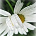 Tuesday's daisy in the rain... by quietpurplehaze