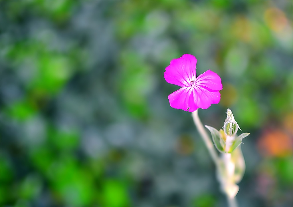 Weed Bokeh by soboy5
