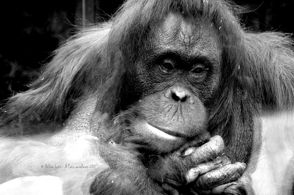 orangutan #2 by parisouailleurs
