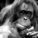 orangutan #2 by parisouailleurs