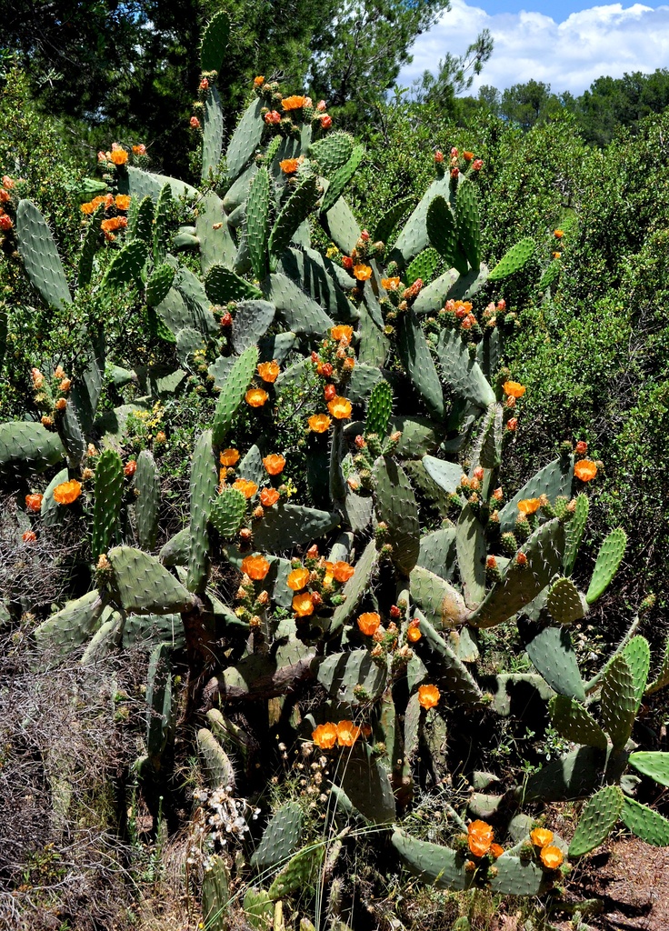 Flowering cactus by philbacon