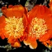 Cactus flowers by philbacon