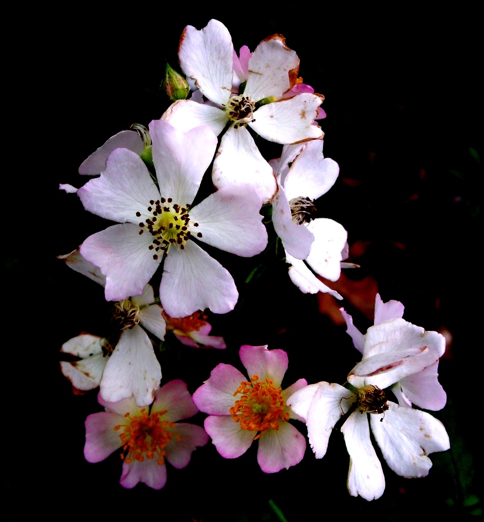 Tiny Flowers by lizzybean
