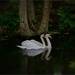 Double swans by mattjcuk