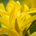 Yellow lis by nicoleterheide