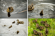 13th Jun 2013 - From duck pond in Ringve Botanical Gardens