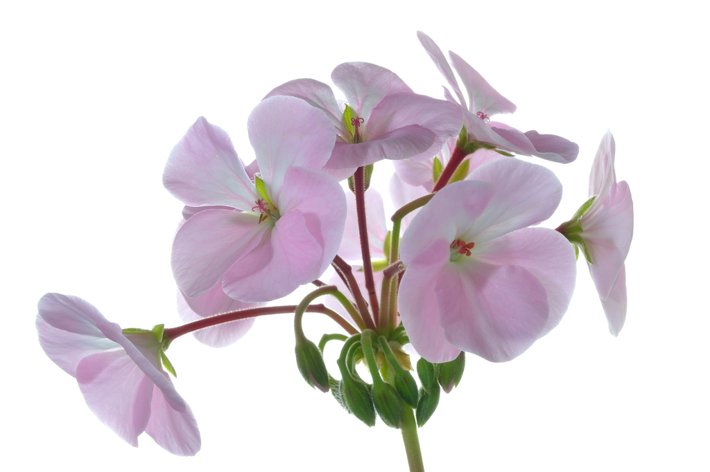 Pink Geranium by richardcreese
