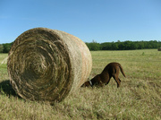 13th Jun 2013 - Maybe under the hay bale...