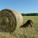 Maybe under the hay bale... by fortong