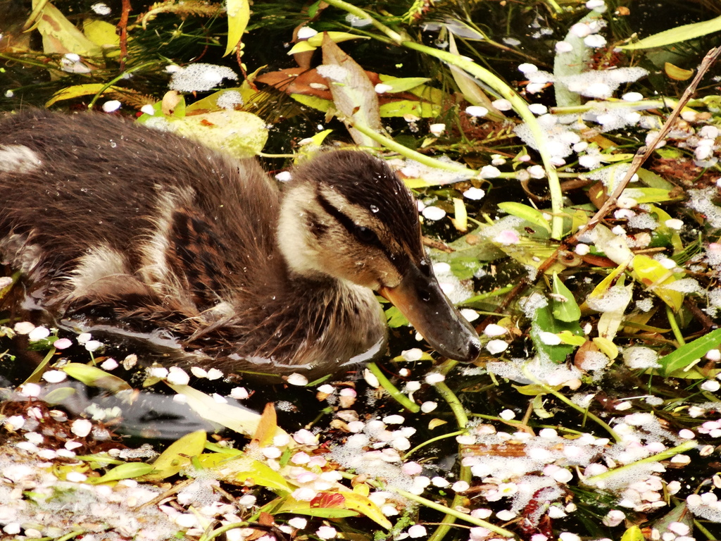 Weedy duckling - 13-6 by barrowlane