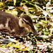 Weedy duckling - 13-6 by barrowlane