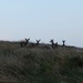 Red Deer by roachling