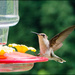 Hummingbird Putting on the brakes by kathyladley