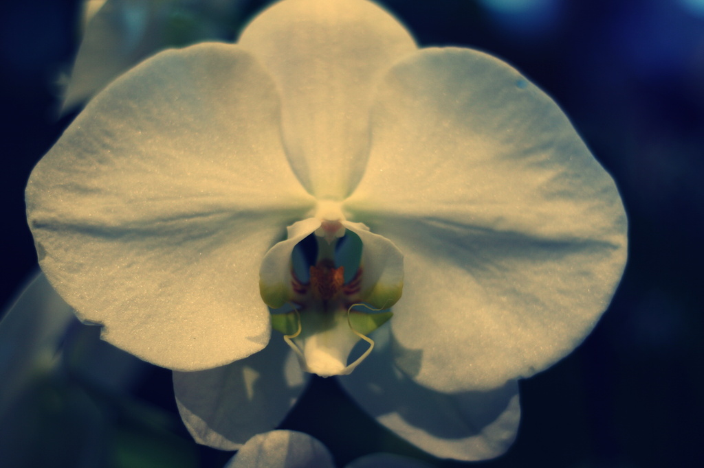Orchid by kerristephens