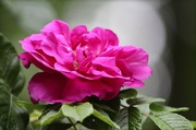 13th Jun 2013 - Garden Rose