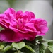 Garden Rose by paintdipper