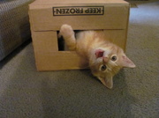 13th Jun 2013 - Kitty's New Box